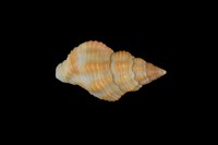 藏品(焦黃峨螺)的圖片